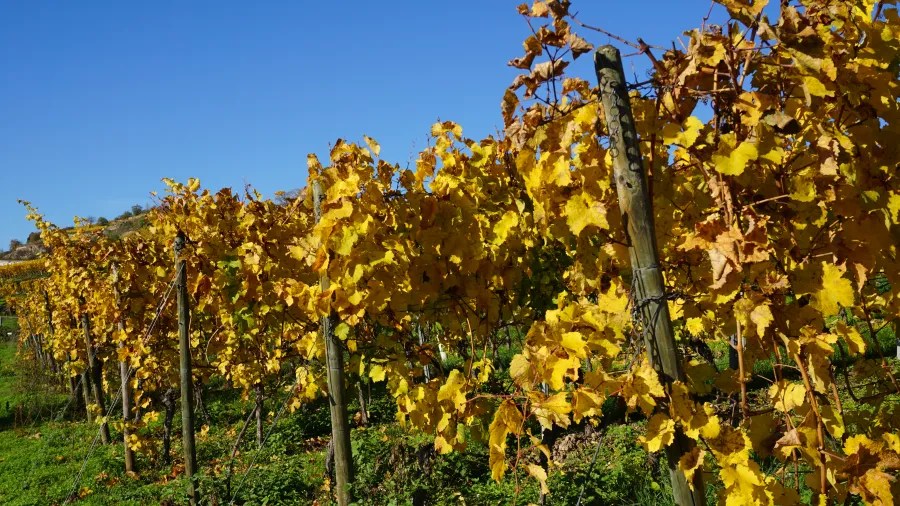 Goldene Weinblätter in einem Weinberg vor klarem blauen Himmel.
