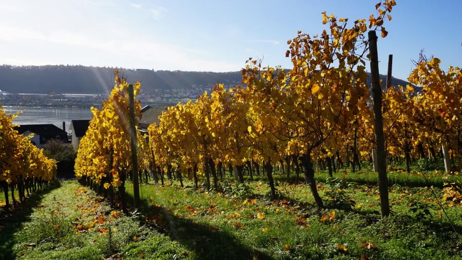 Weinberge mit gelben Blättern im Herbst vor einem malerischen Hintergrund mit Fluss und sanften Hügeln.