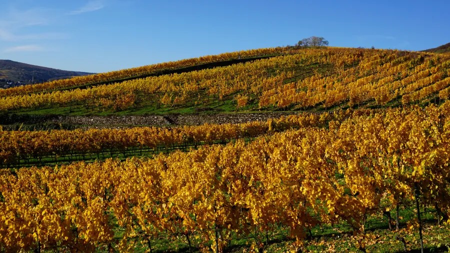Weinberge mit gelben Blättern im Herbst, sanfte Hügel und blauer Himmel im Hintergrund.