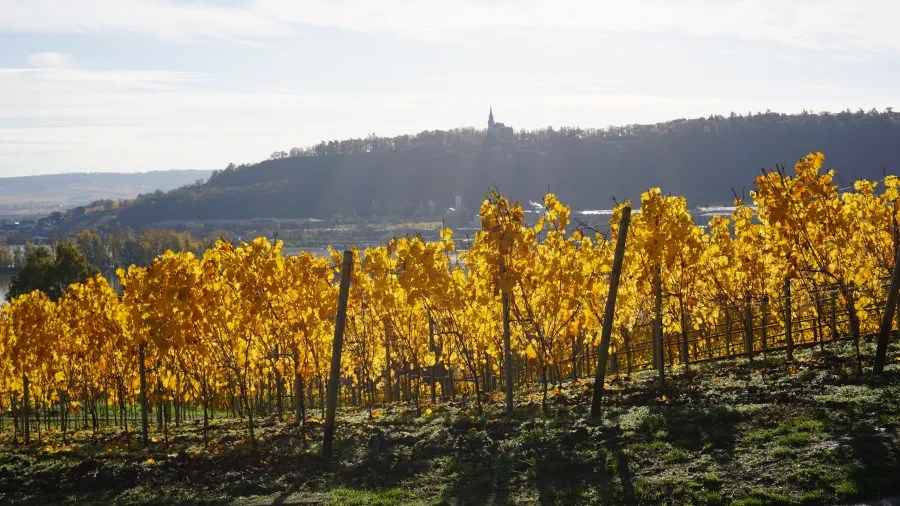 Blick auf gelbe Weinreben im oberen Mittelrheintal mit einem Hügel und einer Kirche im Hintergrund.