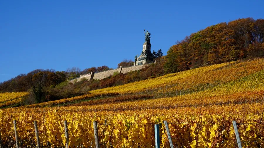 Panorama des Oberen Mittelrheintals mit Weinbergen im Herbst und der Statue der Loreley im Hintergrund.