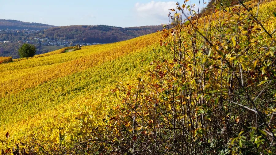 Herbstliche Weinberge mit leuchtend gelben Blättern und bewaldeten Hügeln im Hintergrund.