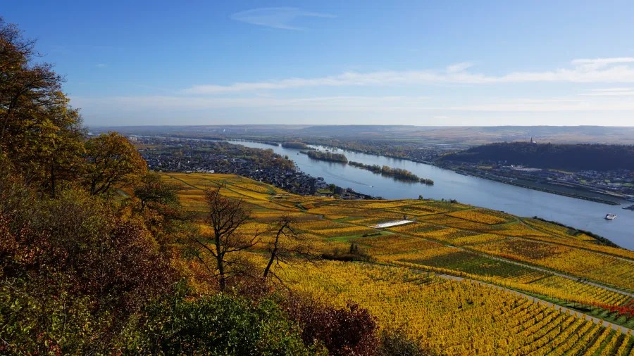 Weitblick über das obere Mittelrheintal mit goldenem Herbstlaub, Weinbergen und dem Rheinfluss unter klarem blauen Himmel.