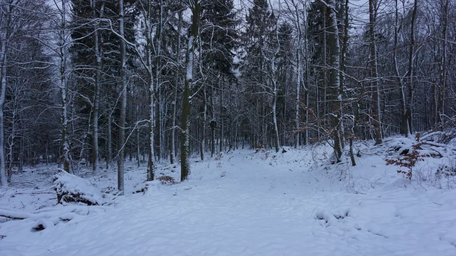 A snowy forest path surrounded by tall, bare trees in winter.