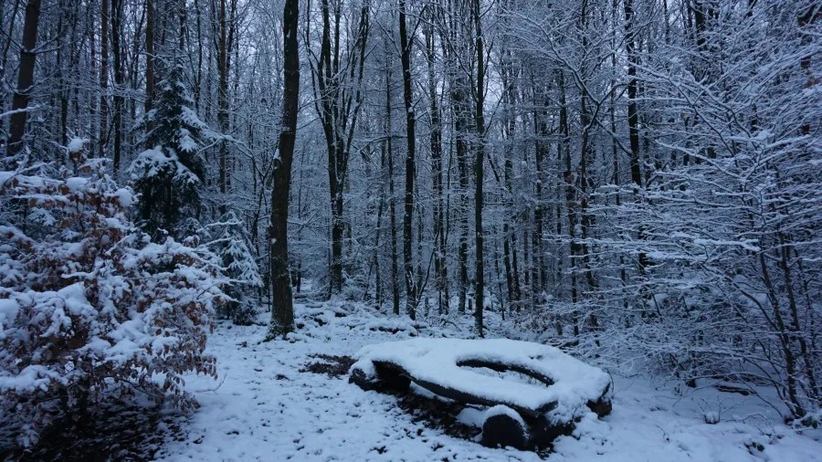 A snowy forest scene with tall trees, featuring a car partially covered in snow.