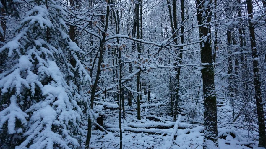 A snowy forest landscape with trees covered in white snow, creating a serene winter scene.