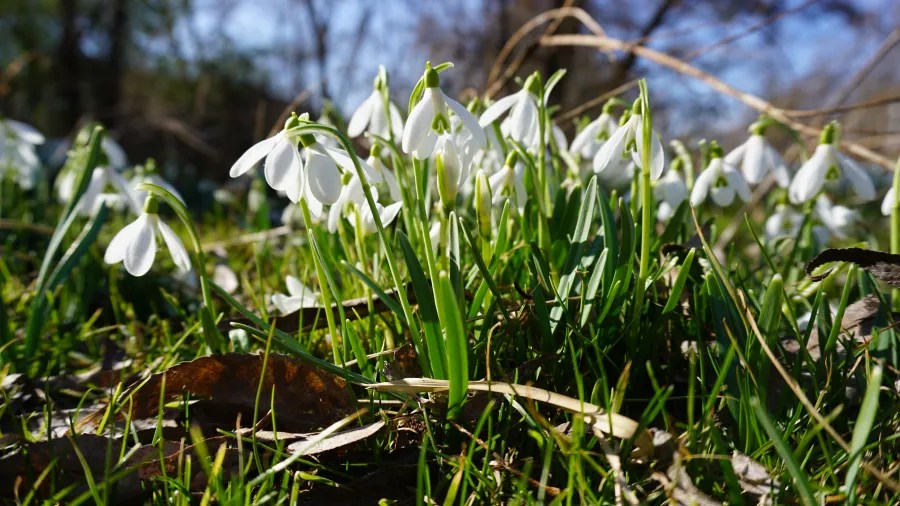 A close-up image of white snowdrop flowers blooming in green grass, with a blurred background of trees and blue sky.