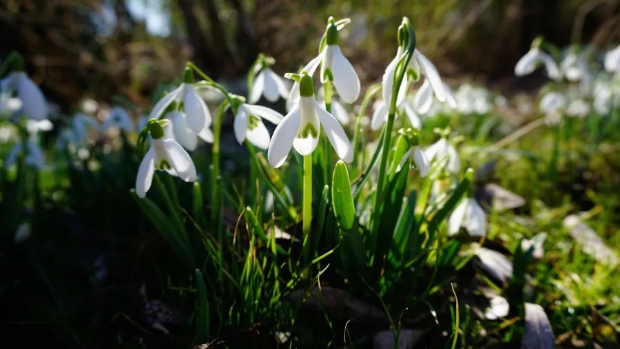 A close-up of snowdrop flowers with white petals and green centers, growing amidst green grass and leaves.