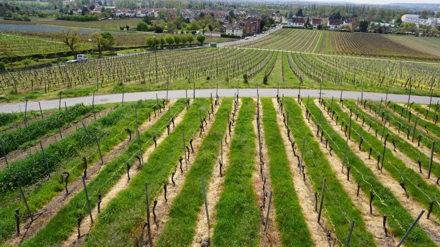 Landschaft mit Weinbergen, die sich in regelmäßigen Reihen erstrecken, unter blauem Himmel mit wenigen Wolken.