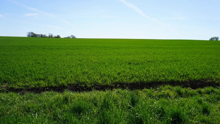 Weite, grüne Wiesen unter einem blauen Himmel mit einigen Bäumen am Horizont.