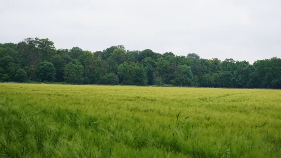 Weite, grüne Felder mit dichtem Waldbewuchs im Hintergrund unter einem bewölkten Himmel.