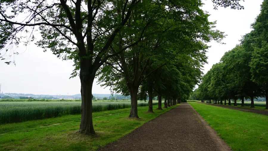 Ein schmaler Weg gesäumt von hohen Bäumen, der durch eine grüne Landschaft mit Feldern im Hintergrund führt.