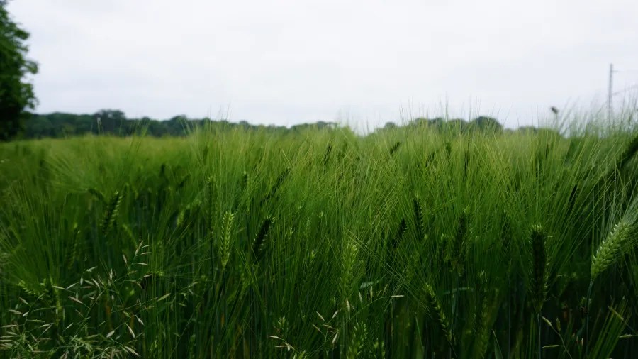 Dichtes, grünes Getreidefeld unter einem bewölkten Himmel.