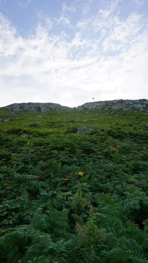 Eine grüne Hügellandschaft mit Farnen im Vordergrund und felsigen Erhebungen im Hintergrund unter einem teilweise bewölkten Himmel.