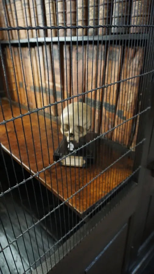 Ein Schreibtisch mit einem menschlichen Schädel in einer Glasvitrine, im Hintergrund sind alte Bücherregale sichtbar.