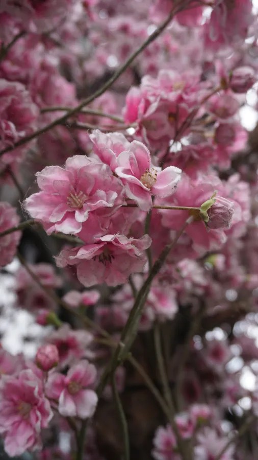 Nahaufnahme von pinken Blüten an einem Baum, die in voller Blüte stehen.