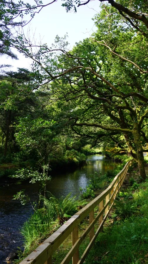 Ein malerischer Weg entlang eines ruhigen Flusses, umgeben von üppigen Bäumen und Gras, der eine friedliche Naturkulisse darstellt.