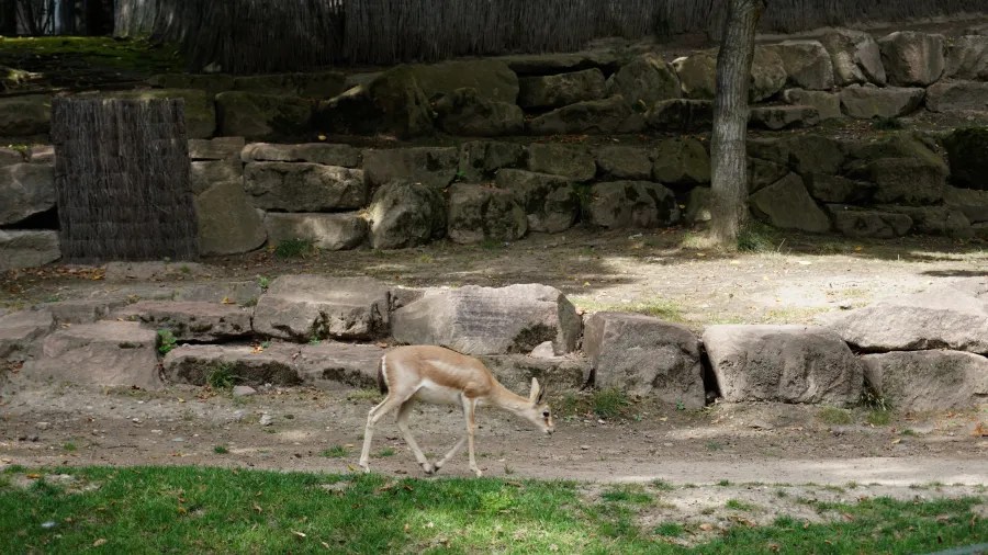 Ein kleines Tier grast auf einem Weg zwischen Felsen und Gras in einer zoologischen Umgebung.