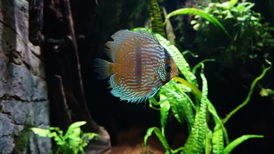 Ein bunter Diskusfisch schwimmt in einem Aquarium mit grünen Pflanzen im Hintergrund.