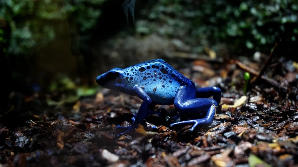 Ein blauer Baumfrosch sitzt auf dem Boden in einem Wald aus Laub und moosigem Untergrund.