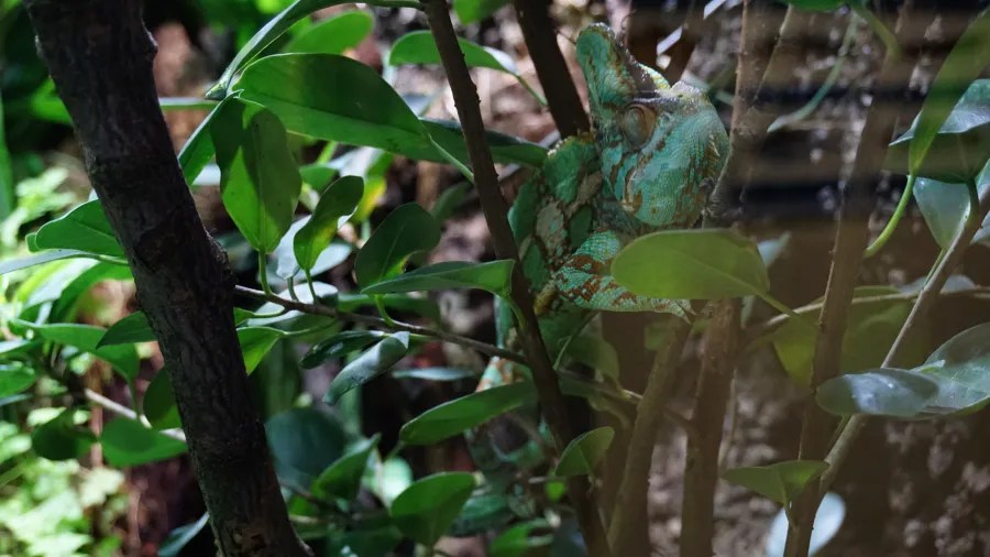 Ein grüner Baumfrosch versteckt sich zwischen den Blättern eines Strauchs im Zoologischen Stadtgarten Karlsruhe.