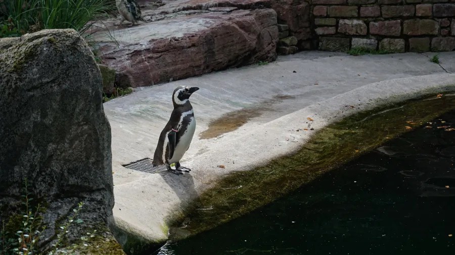 Ein Pinguin steht auf dem Rand eines Wasserbeckens in einem Zoo, mit Felsen und Pflanzen im Hintergrund.