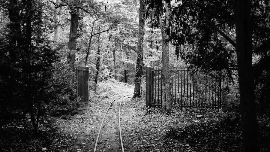 A black and white image of a pathway leading through a forest, with two gates on either side and railway tracks running down the middle.