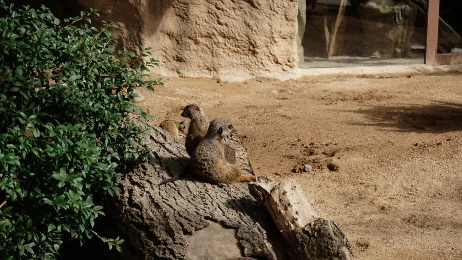 Drei Erdmännchen sitzen auf einem Baumstamm im Zoologischen Stadtgarten Karlsruhe, umgeben von sandigem Boden und grünen Pflanzen.