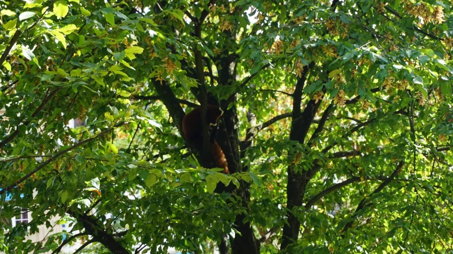 Ein roter Panda sitzt hoch in einem Baum, umgeben von grünen Blättern und Ästen.