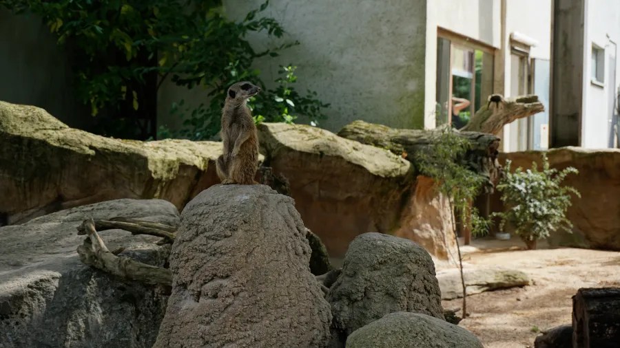 Ein Erdmännchen sitzt auf einem großen Stein in einem Zoo, umgeben von Felsen und Pflanzen.