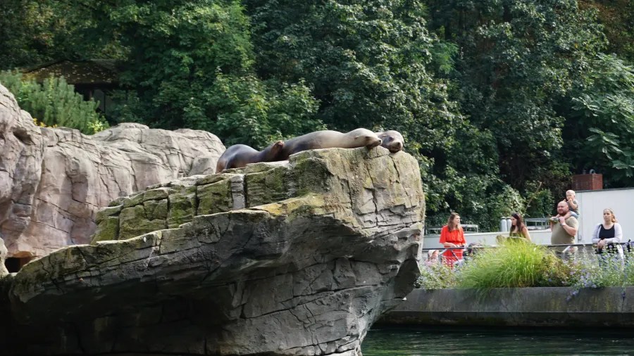 Seals lounging on a rock in a zoo with visitors observing in the background.