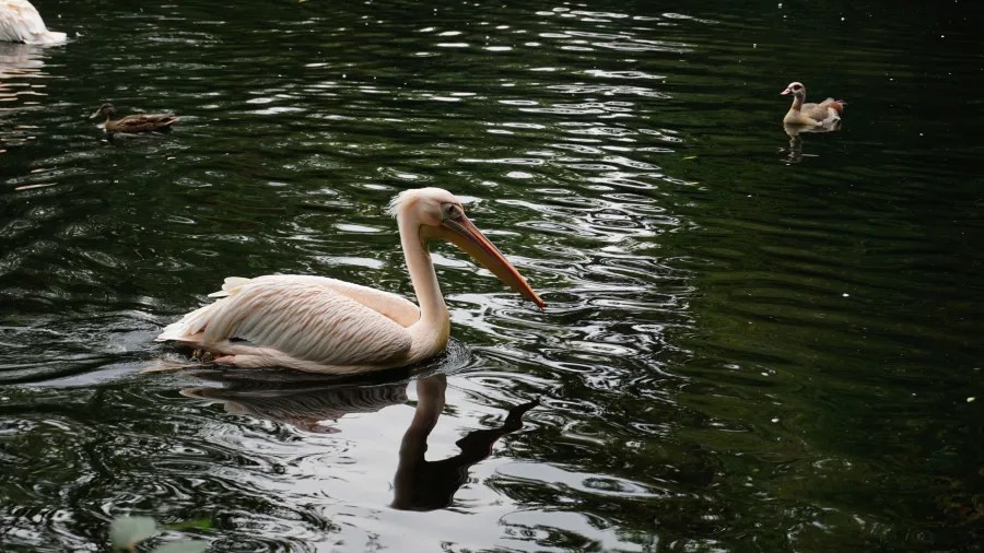 Ein Pelikan schwimmt auf einem ruhigen Gewässer, während ein Entenküken in der Nähe paddelt.