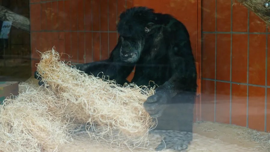 Ein Gorilla sitzt hinter einer Glasscheibe und untersucht einen Haufen von ziehbarem Material.