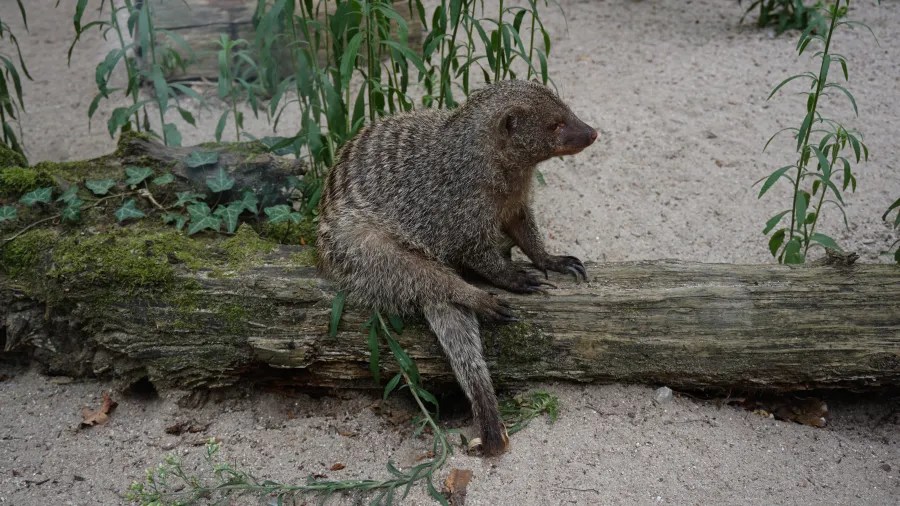 Ein Mungo sitzt auf einem Baumstamm in einem Zoo, umgeben von Sand und grünen Pflanzen.