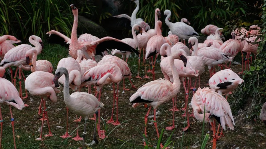 Eine Gruppe von rosa Flamingos in einem zoologischen Garten, einige stehen auf einem Bein, während andere gefüttert werden.