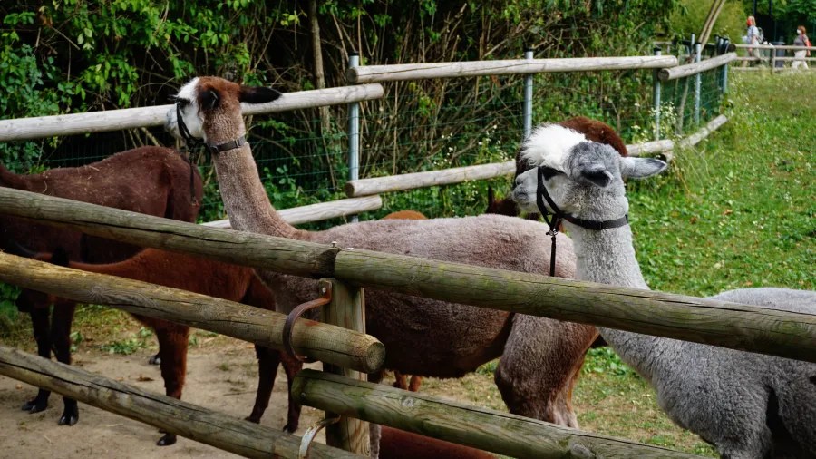 Eine Gruppe von Alpakas steht hinter einem hölzernen Zaun in einem zoologischen Garten. Im Hintergrund sind weitere Tiere und Bäume sichtbar.