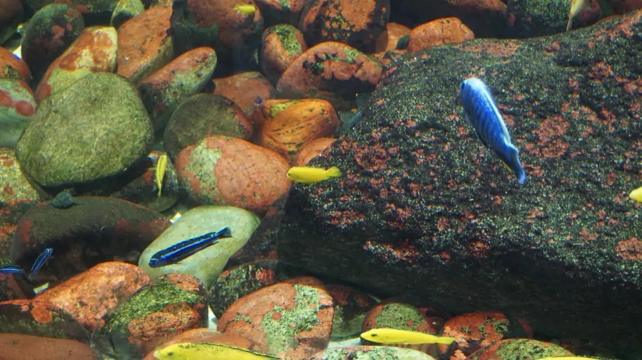 Bunte Fische schwimmen zwischen farbigen Steinen unter Wasser.