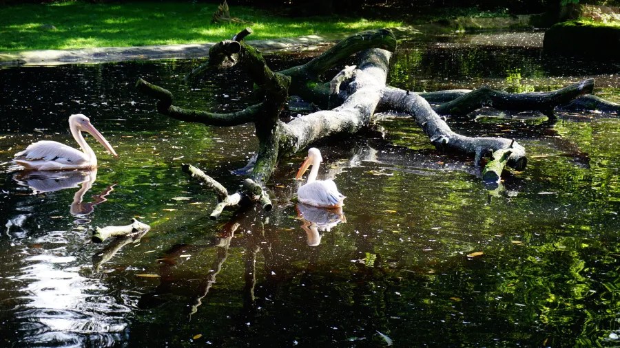 Zwei Pelikanvögel schwimmen auf einem ruhigen Gewässer, umgeben von einem umgestürzten Baum und grüner Vegetation.