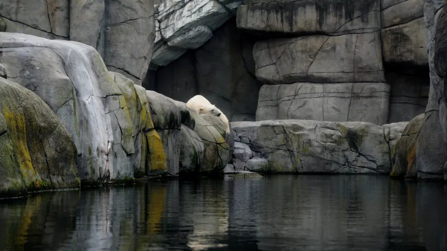 Ein Eisbär ruht auf einem Felsen in einem Wasserbecken, umgeben von schroffen Felswänden.