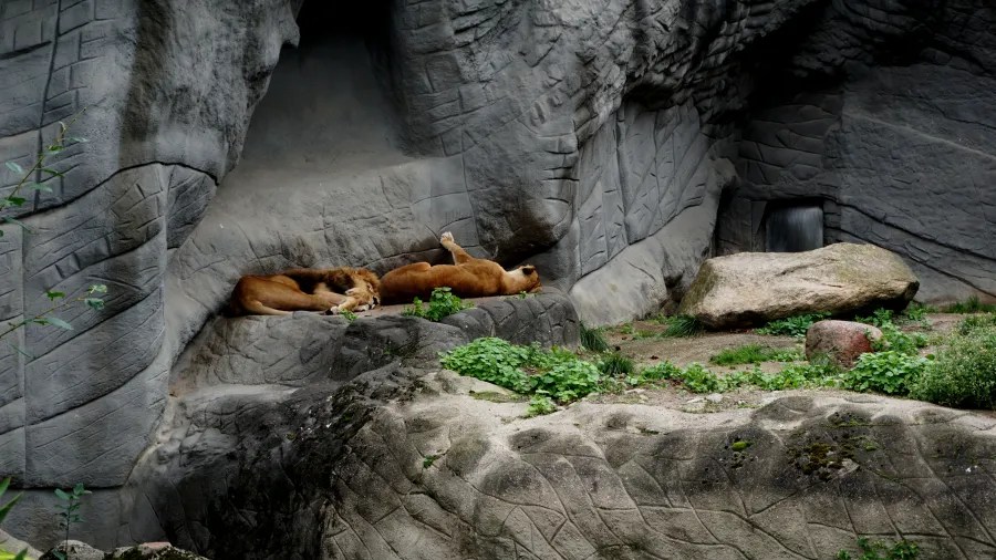Drei liegende Löwen entspannen sich in ihrem Gehege, umgeben von grauen Felsen und grünen Pflanzen.