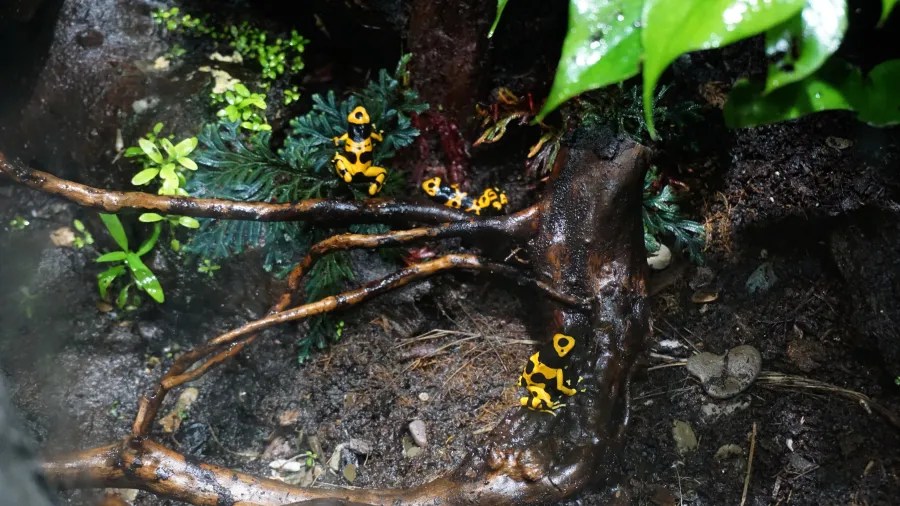 Bunte Pfeilgiftfrösche sitzen auf Ästen und Pflanzen in einem tropischen Terrarium.