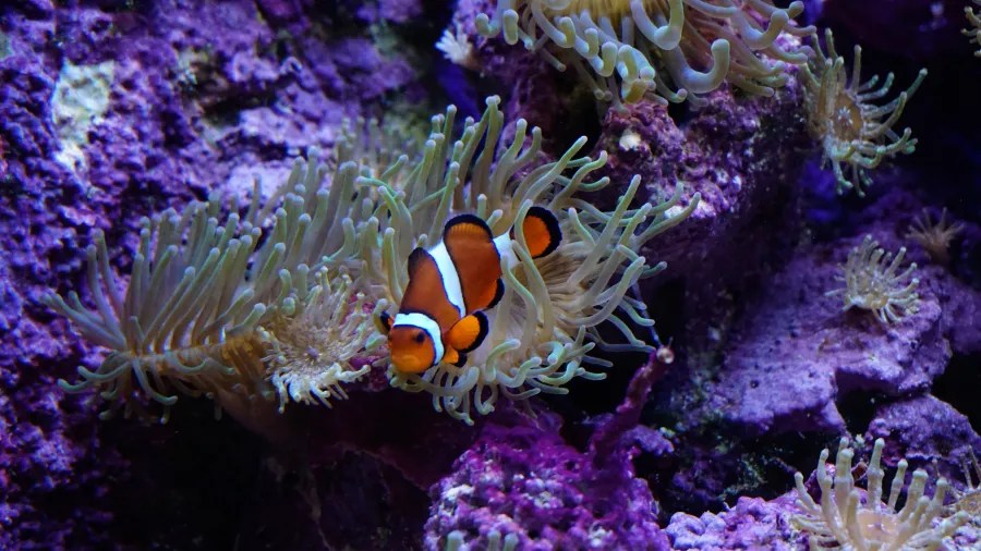 Ein clownfisch in einem farbenfrohen Riffaquarium, umgeben von Anemonen und Korallen.