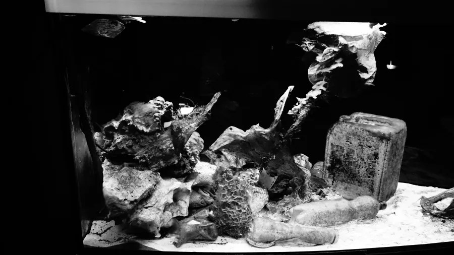 Ein schwarzes und weißes Bild eines Aquariums mit verschiedenen Steinen, Pflanzen und einer Mischung aus Müll, der unter Wasser sichtbar ist.