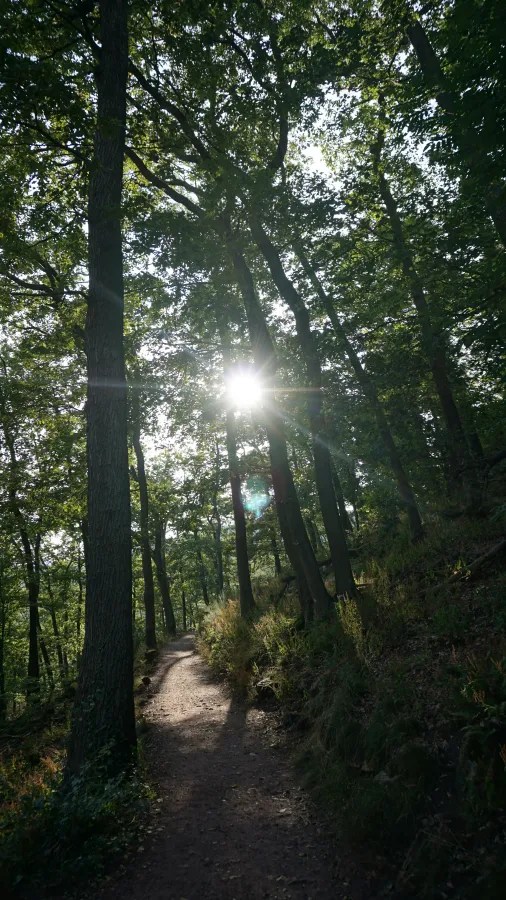 Ein schmaler Waldweg, umgeben von hohen Bäumen, mit Sonnenstrahlen, die durch das Blätterdach scheinen.