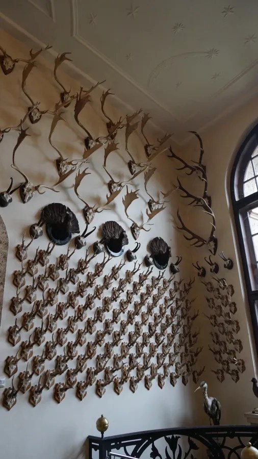 Eine Wanddekorationsausstellung mit zahlreichen Geweihen, die nach Art und Größe angeordnet sind.