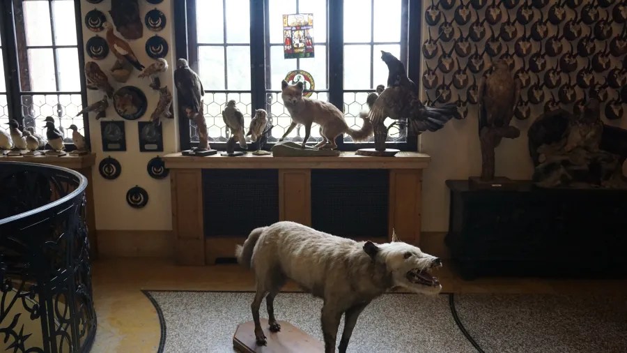Ein Raum mit ausgestopften Tieren, darunter Vögel und ein Wolf, der auf einem Sockel steht, mit Fenstern im Hintergrund.