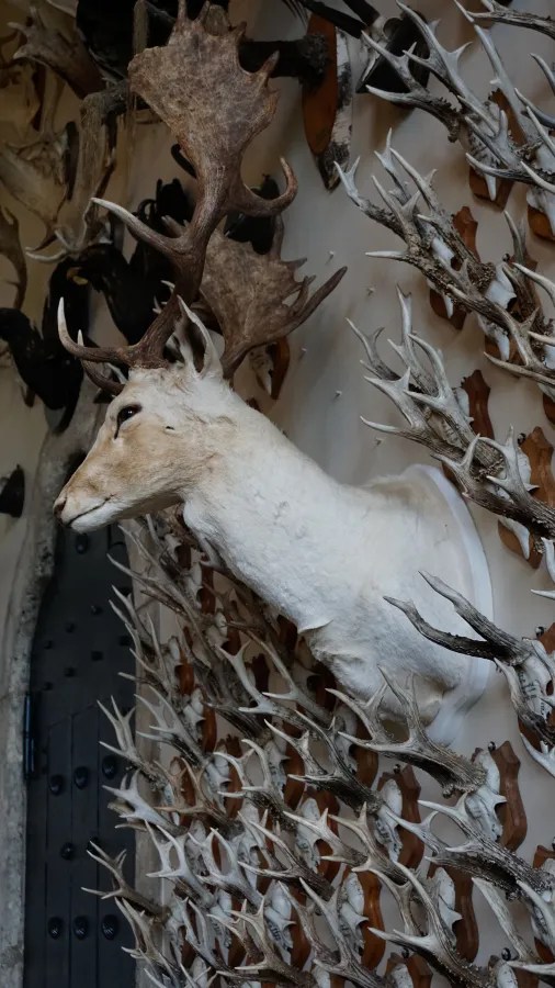 Ein ausgestopfter Hirschkopf mit großen, verzweigten Geweihen, der an einer Wand hängt, umgeben von mehreren anderen Geweihen.