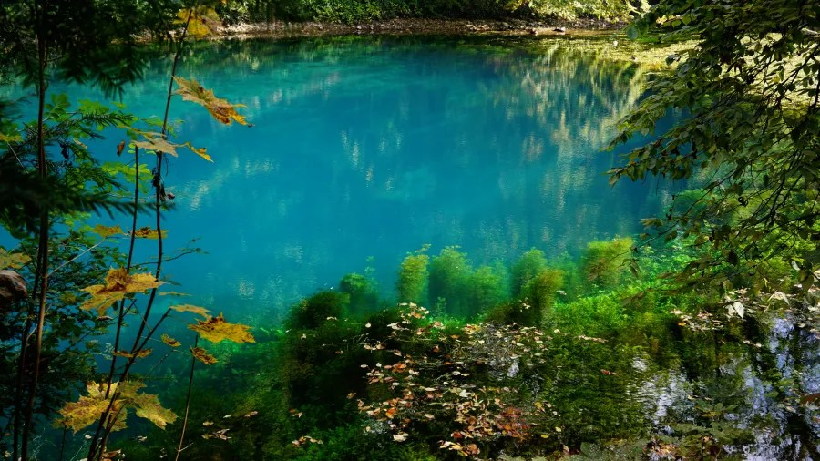 Ein klarer blauer See, umgeben von grünen Pflanzen und Bäumen, reflektiert das Licht und die umliegende Natur.