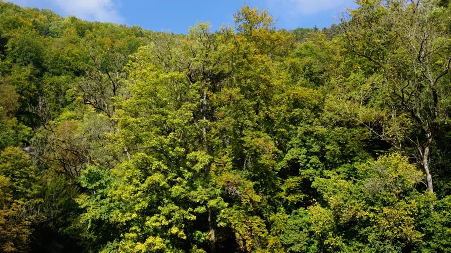 Blick auf dichte, grüne Bäume in verschiedenen herbstlichen Farben, umgeben von sanften Hügeln unter einem blauen Himmel.