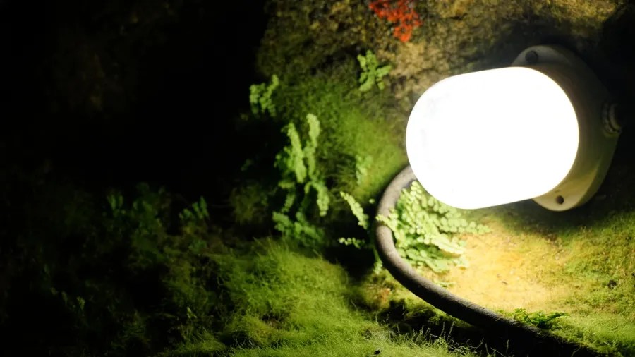 Ein beleuchteter Lichtkopf in einer Höhle, umgeben von Moos und kleinen Pflanzen.